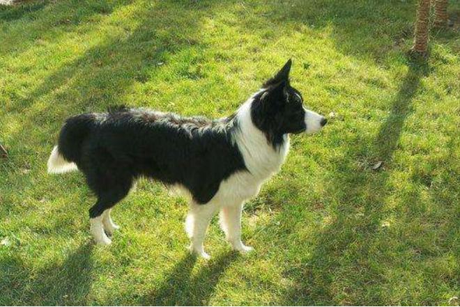 遛狗要怎么牵才不会拉,怎么遛狗才是正确的方式