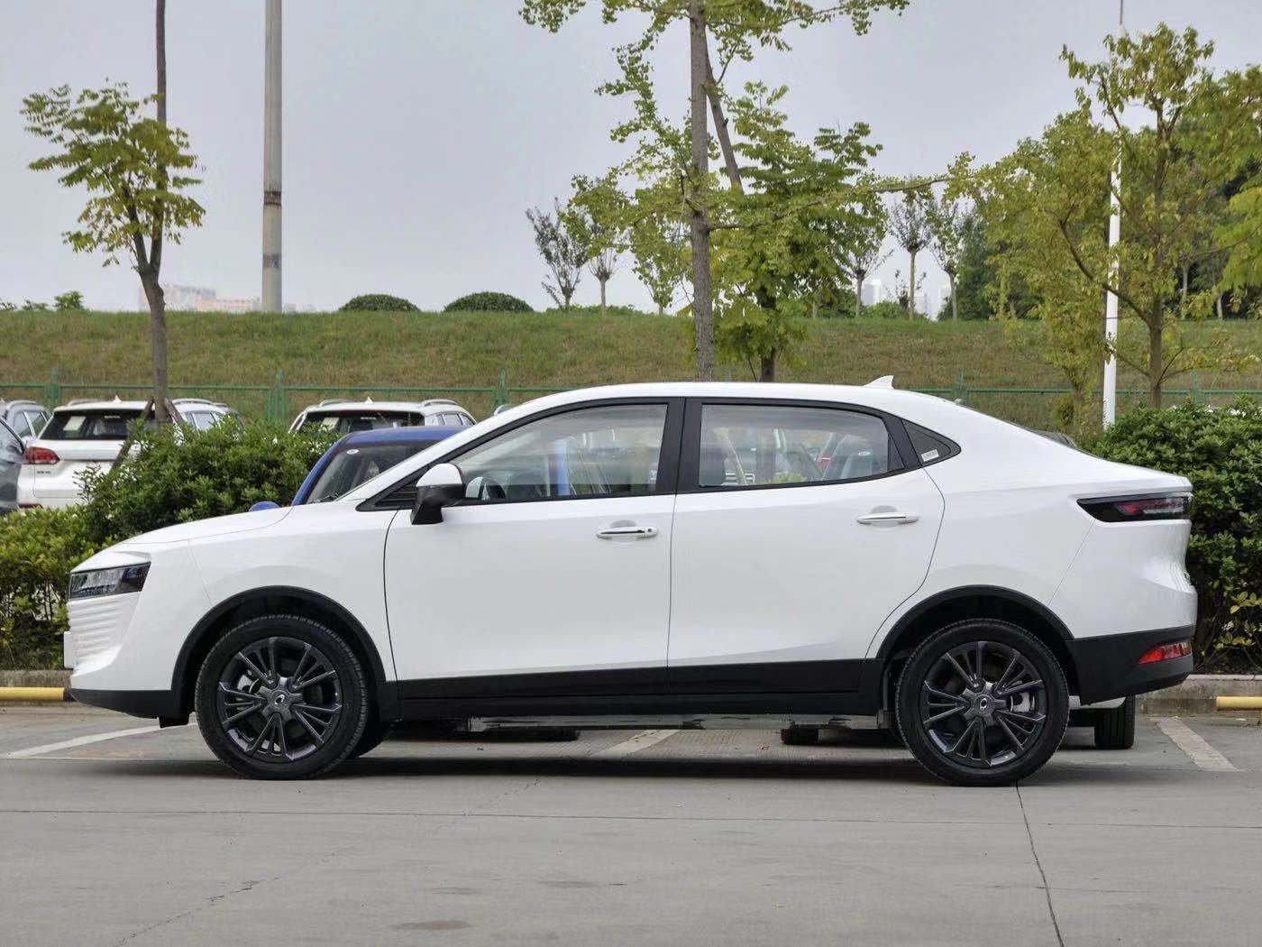 薛定谔的猫实测,欧拉白猫小野猫试驾