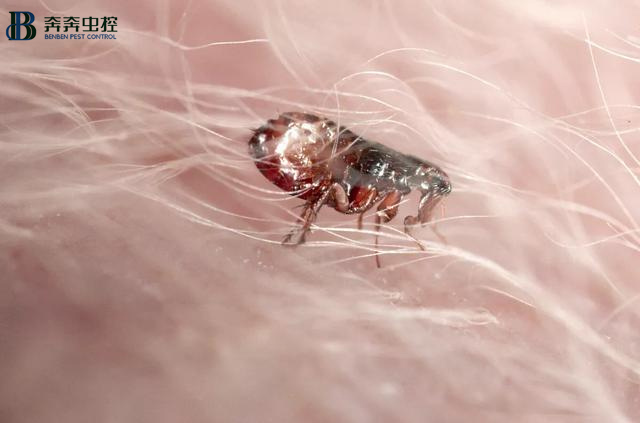 上海上门除螨虫公司,上门除跳蚤公司电话