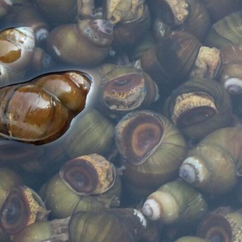 螺狮粉狂热分子：“臭”名远扬的螺狮粉，为何能让*欲人**罢不能