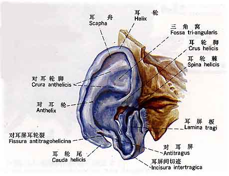 医生常用的解剖学、内外科口诀