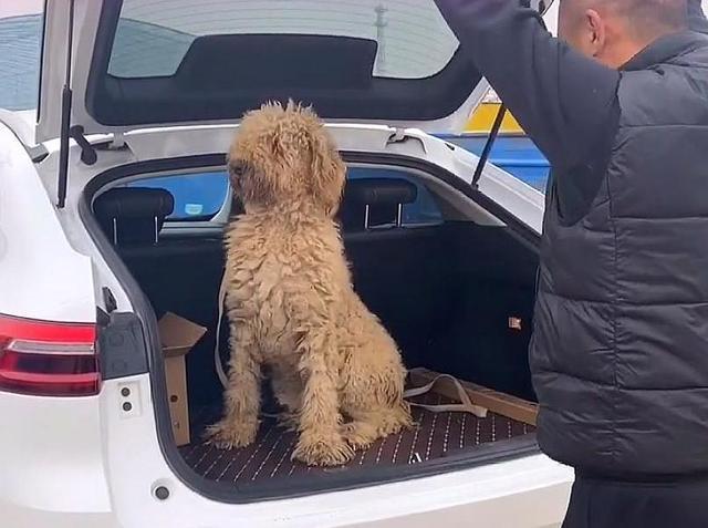 价值万元的巨贵犬，被用来看大棚，有些狗，真不适合在农村养