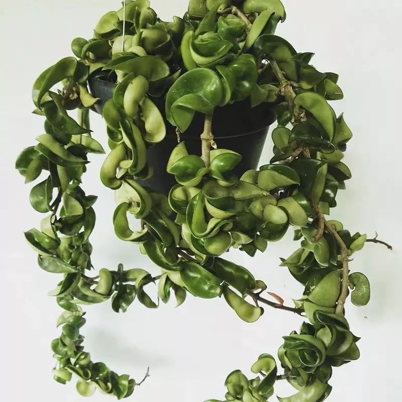 94种常见唯美观叶植物,会开花的绿色硬叶植物