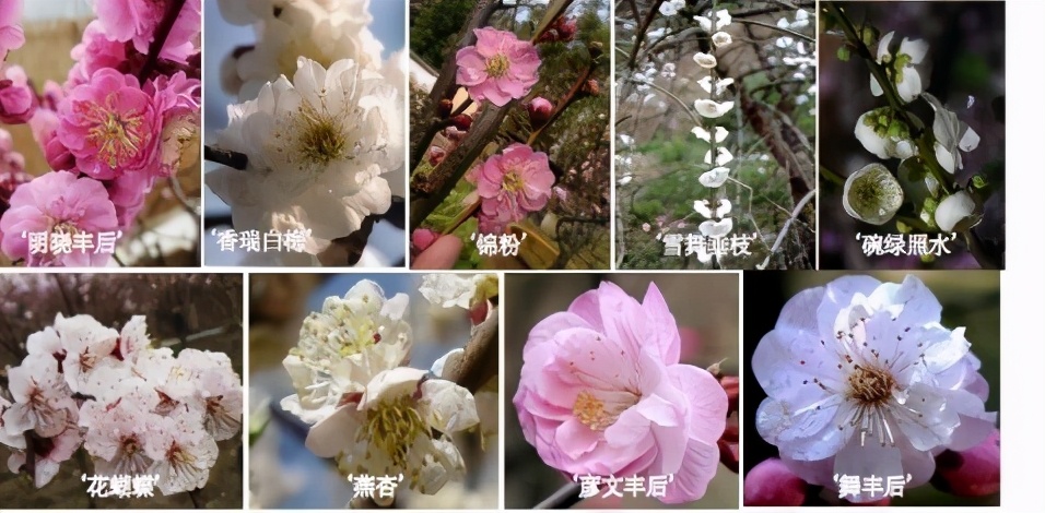 北京林业大学新一轮评估排名,中央一号文件林业部分