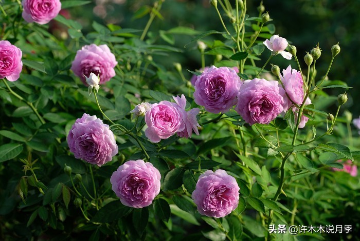 十大浓香切花月季,好看好养的月季品种推荐