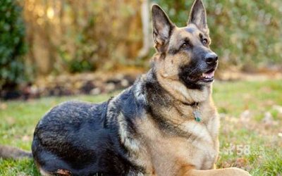 云南警犬昆明犬,央视昆明犬