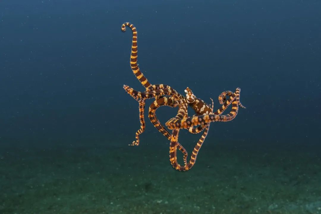 315曝光打假视频是真的吗,315曝光的动物