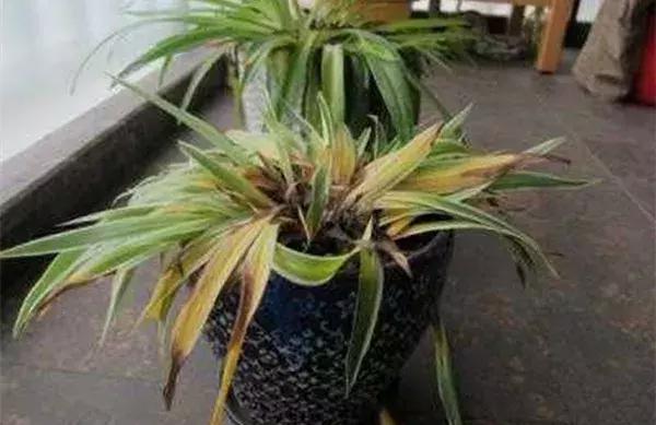 冬季茶花黄叶掉叶子的补救方法,冬季麒麟掌黄叶落叶什么原因