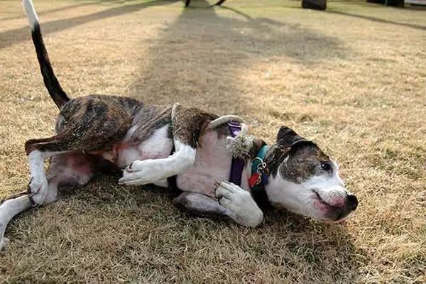 宠物打疫苗过敏用什么药脱敏,宠物打疫苗有什么不良反应