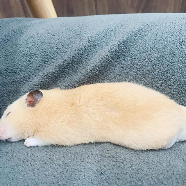 仓鼠玩累了倒头就睡,为确保鼠鼠睡眠充足,还请饲主“手下留情”