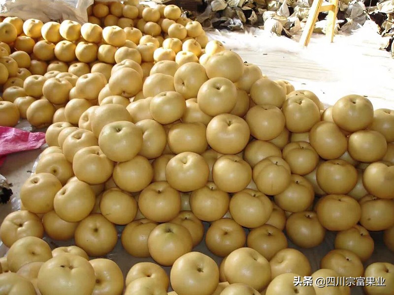 梨子裂果的防治方法,怎样防治梨子快成熟时腐烂病