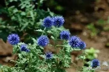 荒漠中有哪些能吃的植物,南疆常见的野生植物