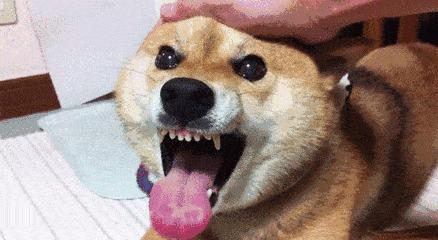 新手养柴犬的十大坏处,养柴犬要注意哪点