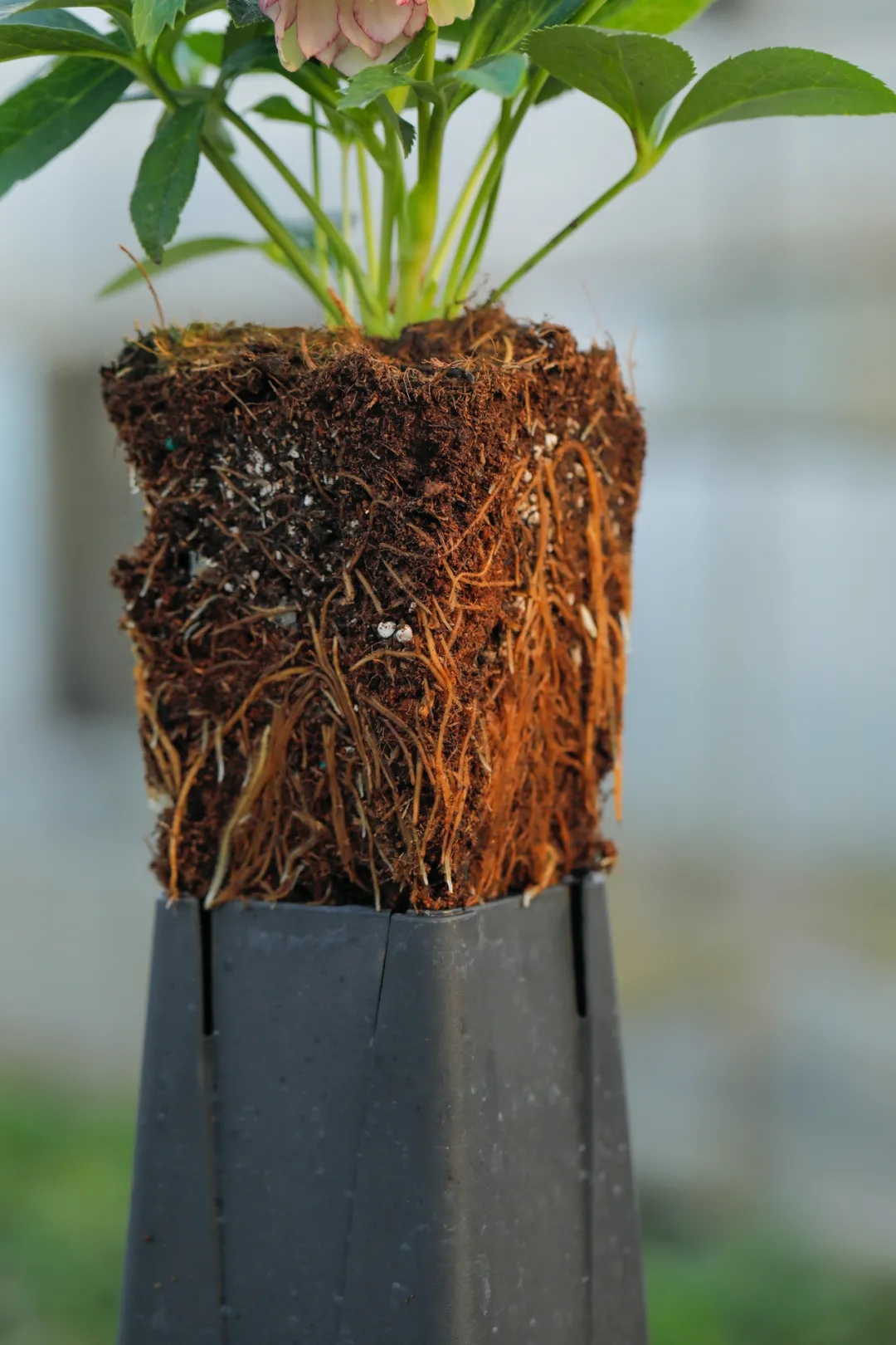 大雪天能种的植物,迷你玫瑰是不是一年四季都能开花