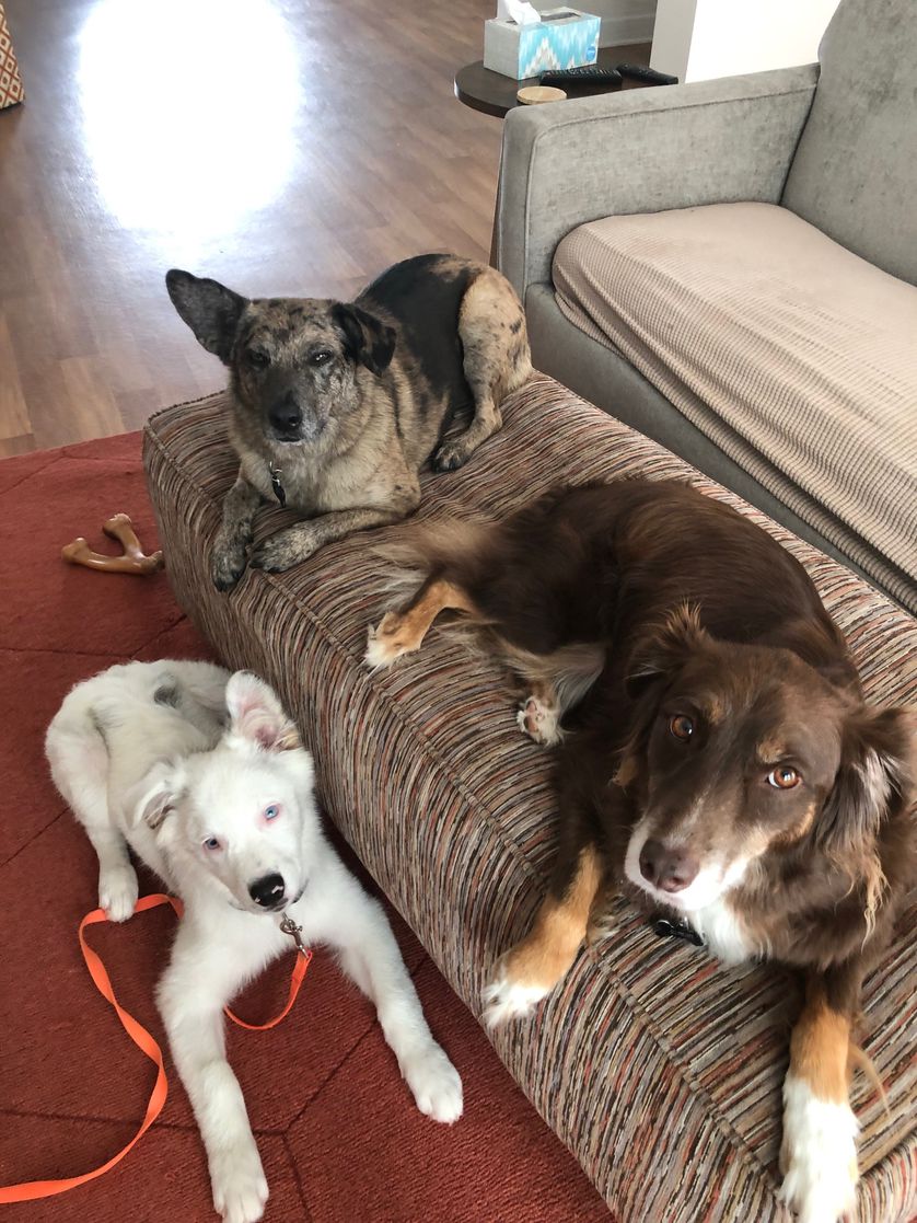 有一只性格超好的小狗是什么体验,养一只小狗小狗会觉得孤独吗