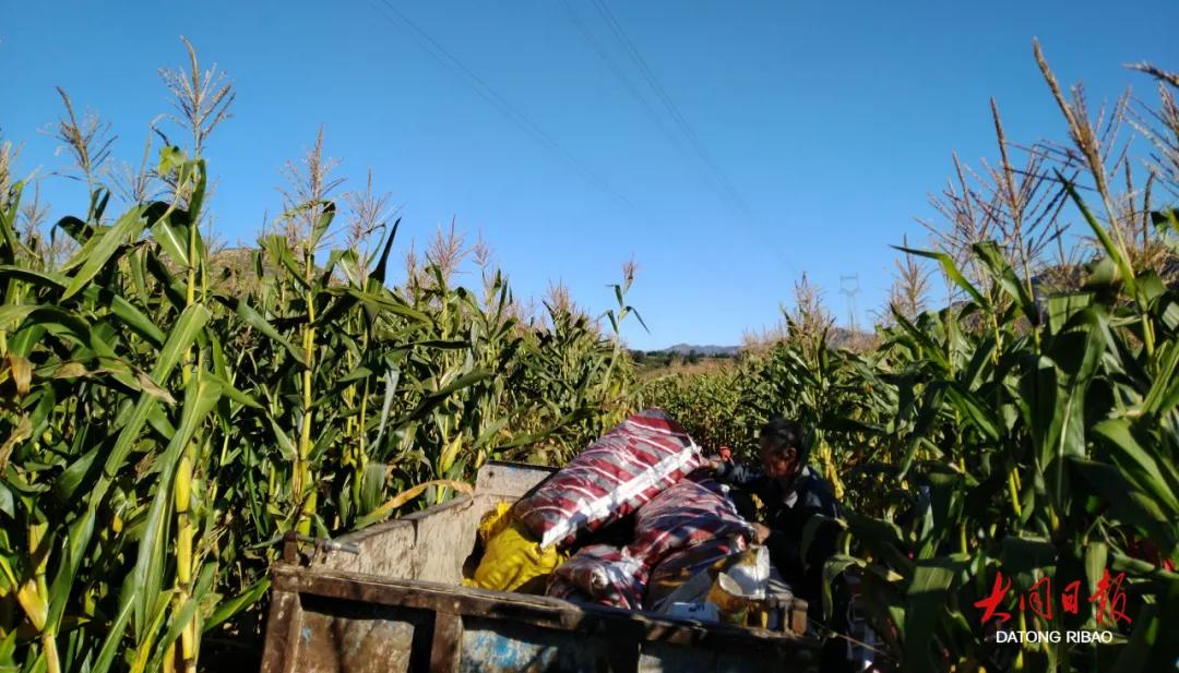 小康圆梦|电商配玉米，迎来“新”滋味