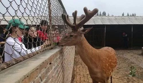 王娇养梅花鹿,梅花鹿王娇