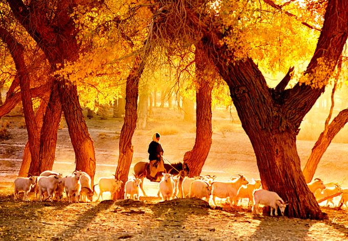 感受额济纳旗胡杨林的气息和美景,感受大漠深处最美秋色