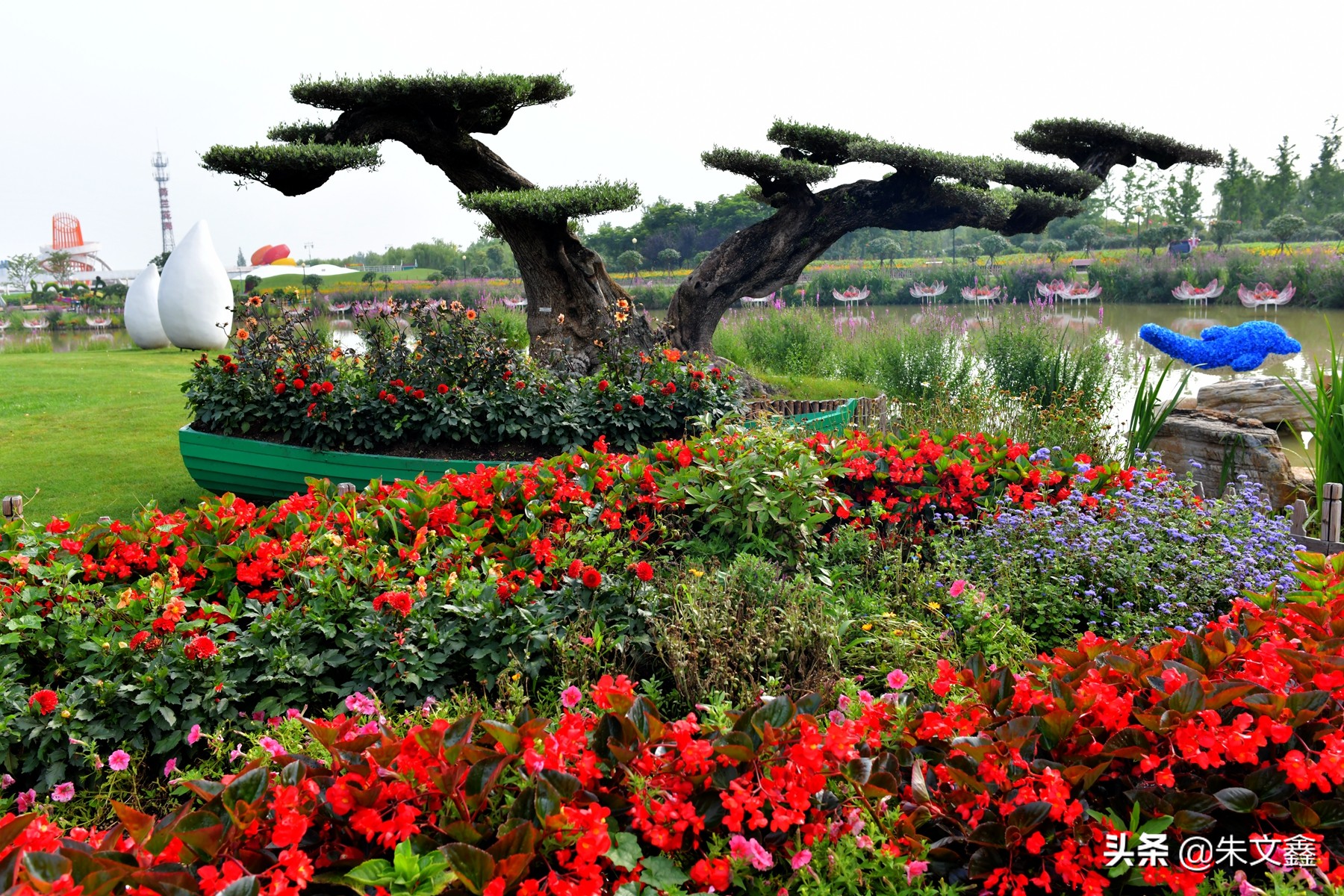 大丰荷兰花海郁金香开了没有,荷兰花海现在有郁金香吗