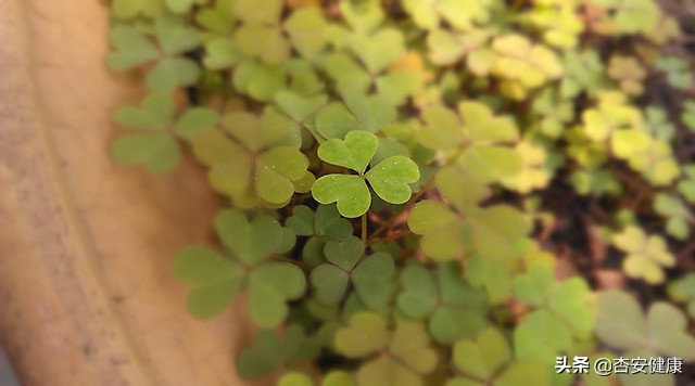 感冒咳嗽药宝宝,儿童抗敏咳嗽药