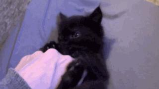 谁说黑猫不能带来好运,为什么都说黑猫不吉利