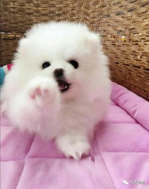 养好一只小狗的条件,如何养好小狗的视频