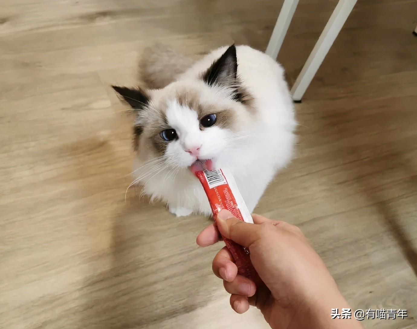 布偶猫身长四十厘米体重九斤,超级可爱的布偶猫有两万斤