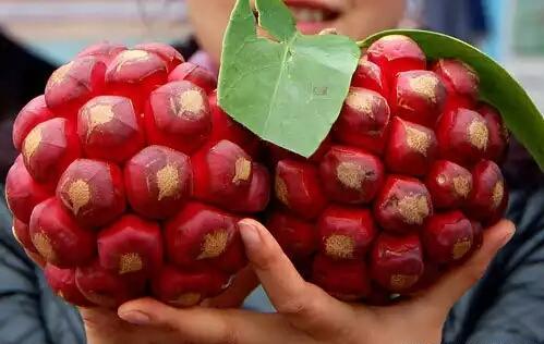 比较稀奇古怪的水果名字,这种水果的英文名称