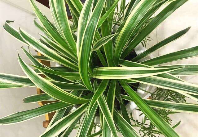 吊兰抽穗长出许多小吊兰怎么处理,吊兰不开花怎么办呢