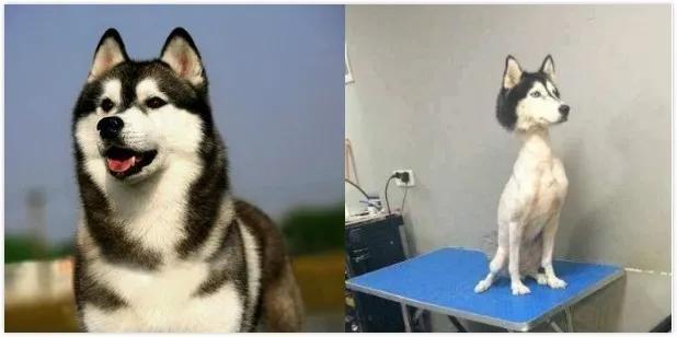 二哈为什么变瘦了,二哈太胖了必须要减肥