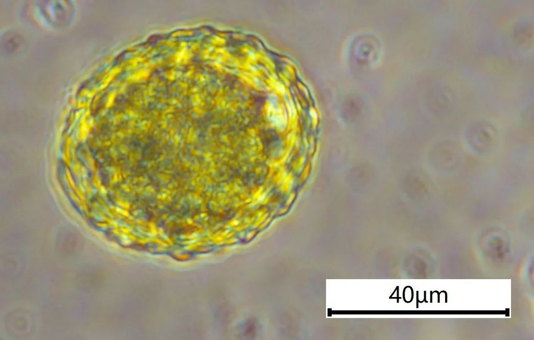 狗狗没食欲、日渐消瘦?猫咪没精神?是什么原因导致的?