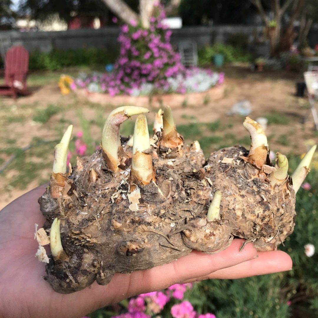 马蹄莲盆栽养殖方法和注意事项,马蹄莲的块茎一定要挖出来吗