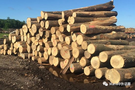 美国硬木干货价格,北美硬木排行