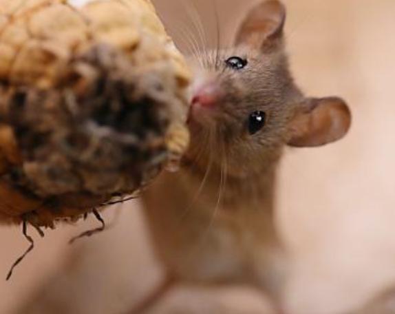 灭鼠家里面的老鼠的最好方法,家庭防鼠灭鼠秘笈