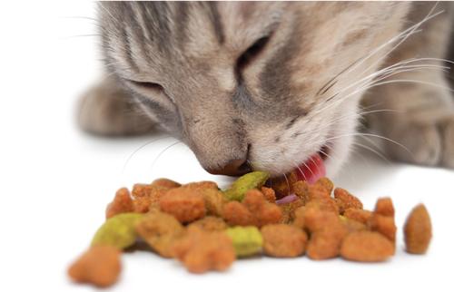 关于猫咪发情的那些羞羞事，养猫必读