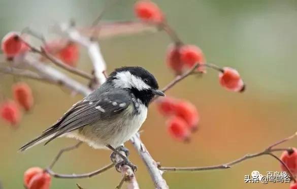 养贝灵顿心得,养贝灵顿的真实感受