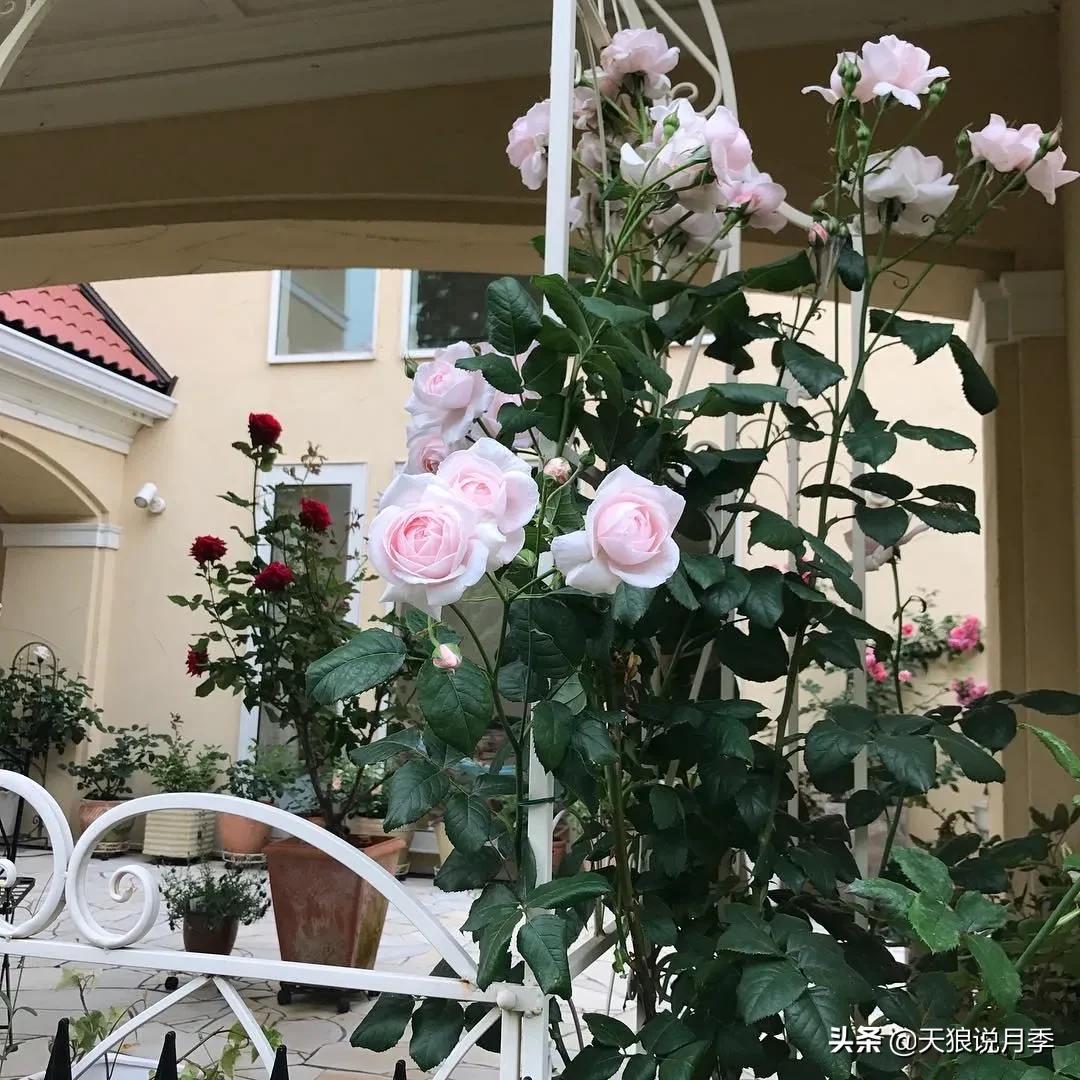 种一株玫瑰,种一株玫瑰间隔多远