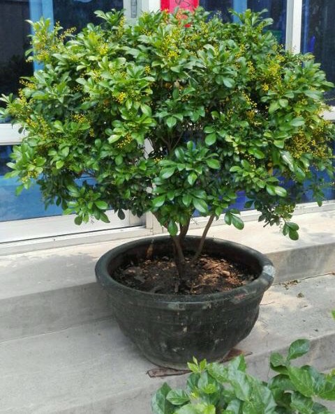 室内养米兰浇水的正确方法,冬季米兰怎么养才能更旺盛