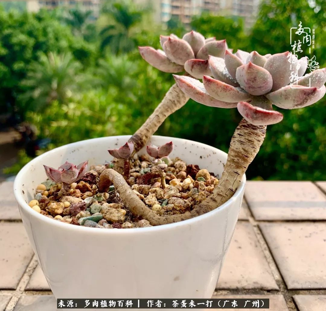 在冬日阳光下，记一个多肉小白的养肉历程