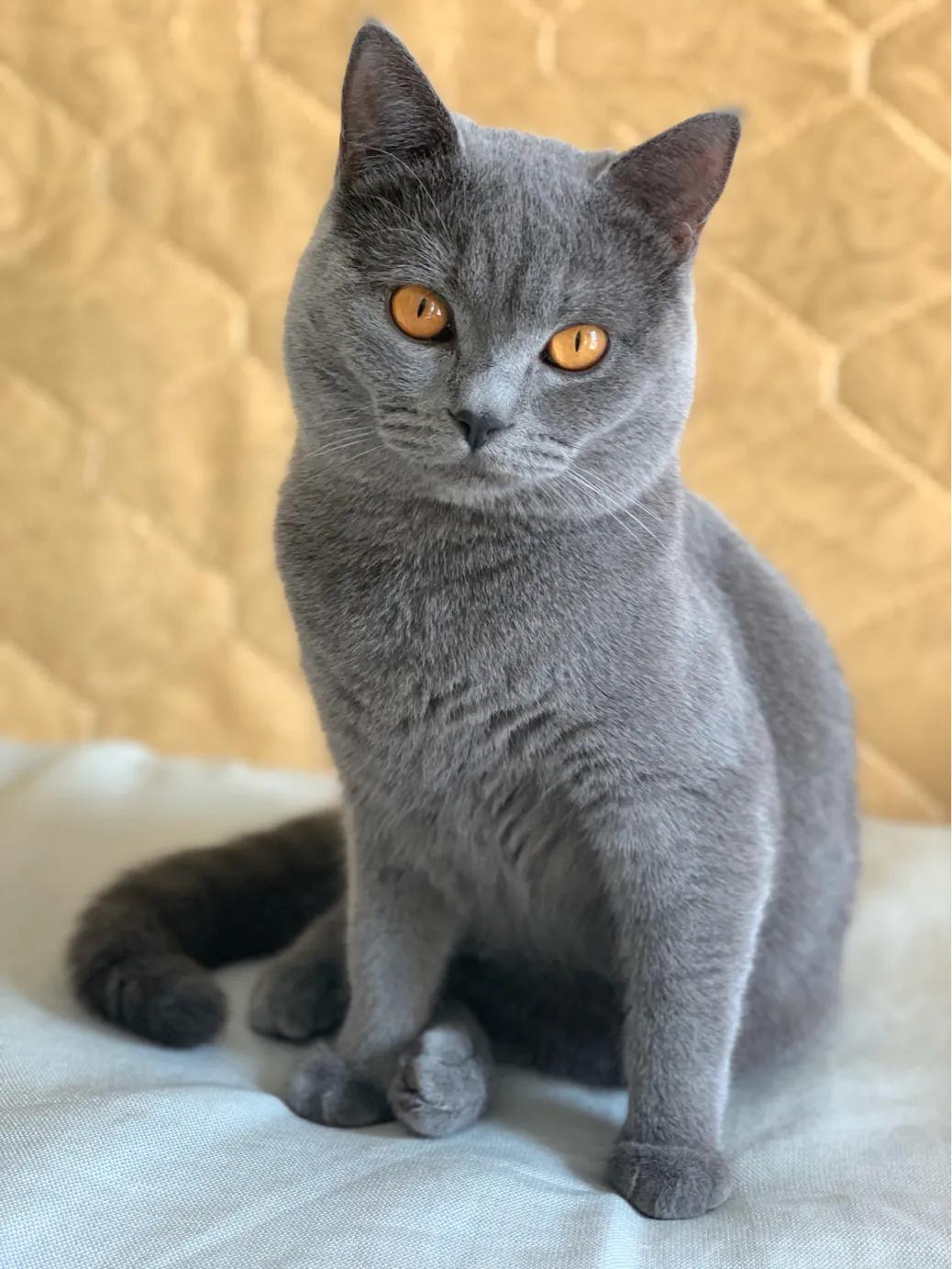 养一只英短蓝猫需要花多少钱,养猫咪的基础知识2个月蓝猫