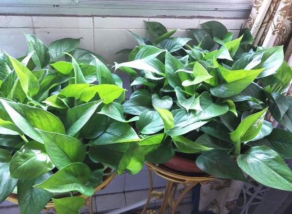 土培绿萝转水培绿萝的正确方法,土培转水培的绿萝正确方法