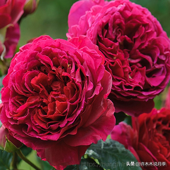 前一段时间买的月季不开花怎么办,月季不开花怎么区分开花颜色