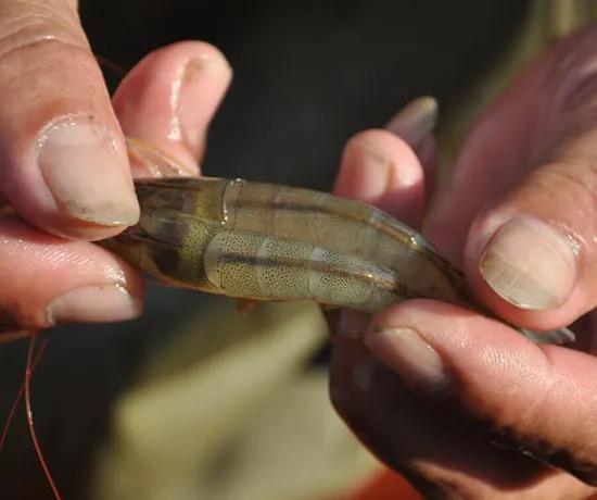 对虾红体病怎么治,对虾红体怎么治