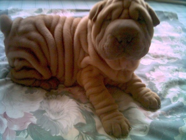 这几种高颜值狗狗你认识哪些,盘点最靠谱的狗狗看看你知道几种