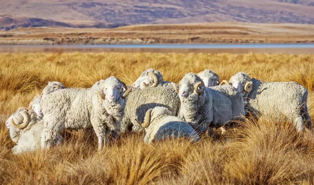 小蓝羊加绒鞋子,小蓝羊儿童鞋子春季