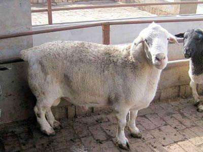 湖羊和杜泊杂交的羊多重,杜泊公羊和小尾寒羊杂交效果如何
