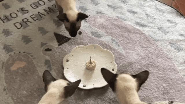 我们败了两款新型“猫*品毒**”孝敬主子，你猜哪种比较受猫欢迎？