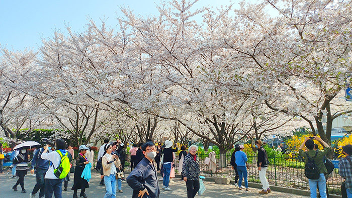 又是一年樱花开放的季节,又是一年樱花开视频