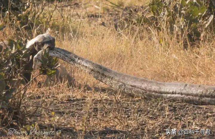 蜜獾的生存能力真有那么强吗,蜜獾为何无所畏惧
