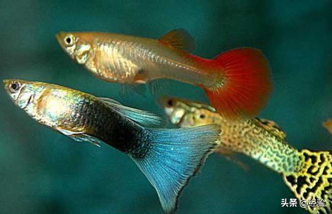 孔雀鱼烂尾怎么办什么原因,怀孕母孔雀鱼烂尾